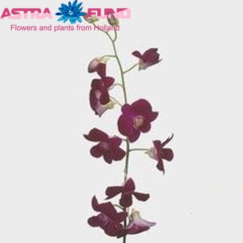 Dendrobium 'Lady' photo