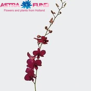 Dendrobium 'Madame Pompadour' photo