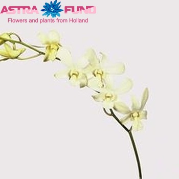 Dendrobium 'Madame Pompadour Wit' photo