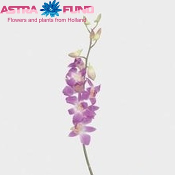 Dendrobium 'Sakura' photo