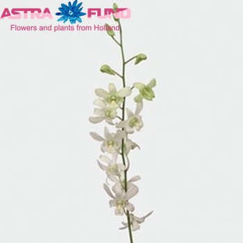 Dendrobium 'Walter' photo