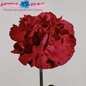 Dianthus  Vanessa foto