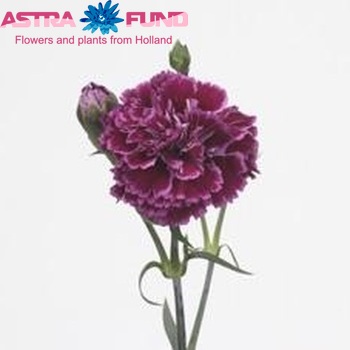 Dianthus Aydin photo