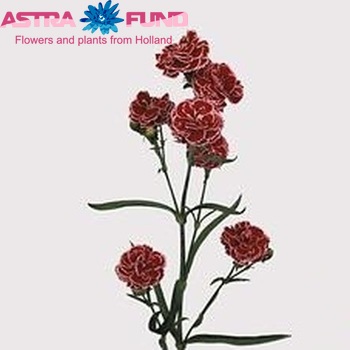 Dianthus Barbados photo