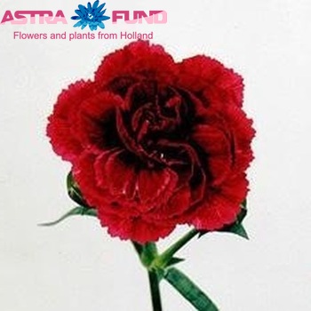 Dianthus 'Ceram' photo