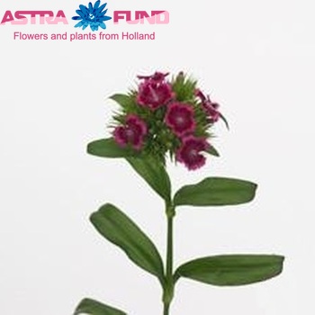 Dianthus Crowny Cherry Red photo