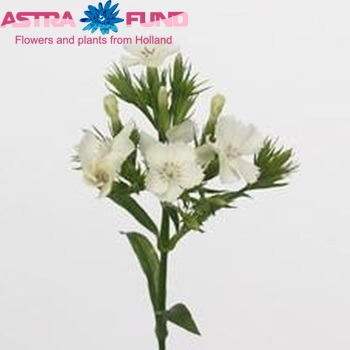 Dianthus Crowny Crystal Ice photo