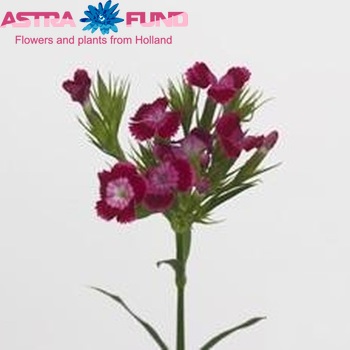 Dianthus Crowny Red Ring photo