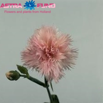 Dianthus 'Egon' photo