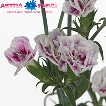Dianthus 'Raffine Lindo' photo