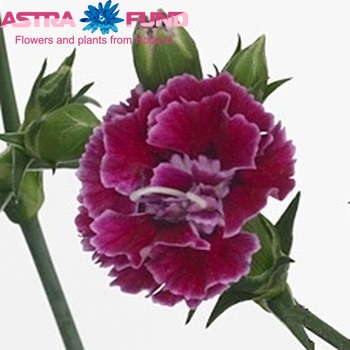 Dianthus 'Raffine Tinnie' foto