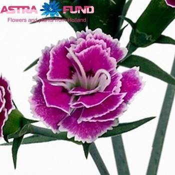 Dianthus 'Raffine Viole' foto