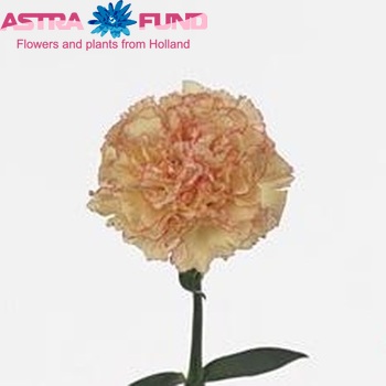 Dianthus standaard Acropolis fotografie