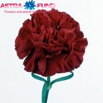 Dianthus standaard 'Aicardi' foto