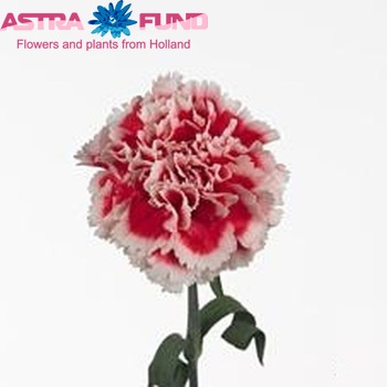Dianthus standaard 'Ajax' foto