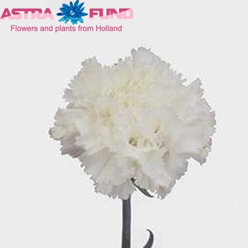 Dianthus standaard 'Aledino' foto