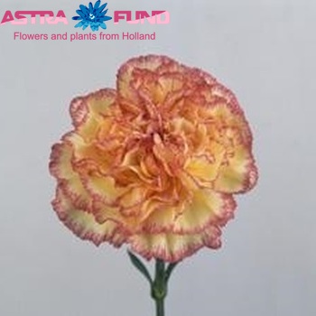 Dianthus standaard 'Ali Baba' foto