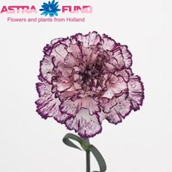 Dianthus standaard Alicia foto