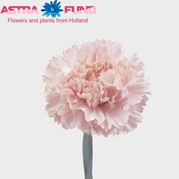 Dianthus standaard 'Allioth' foto