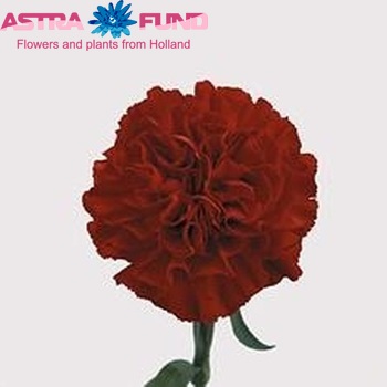 Dianthus standaard 'America' foto