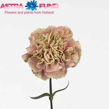 Dianthus standaard 'Antigua' Foto