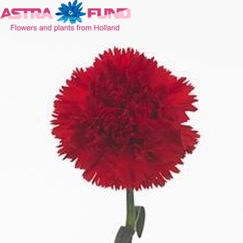 Dianthus standaard Apache Foto
