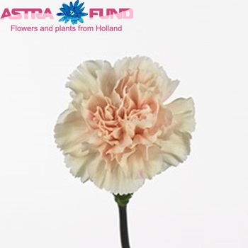 Dianthus standaard 'Apple Tea' Foto