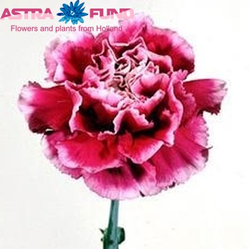 Dianthus standaard 'Arevalo' Foto