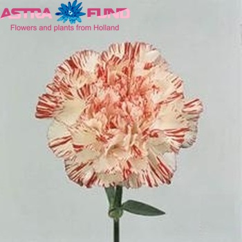 Dianthus standaard 'Atletico' Foto