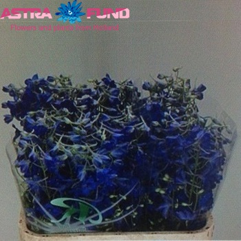 Delphinium Belladonna Grp enkelbloemig 'Volkerfrieden' foto