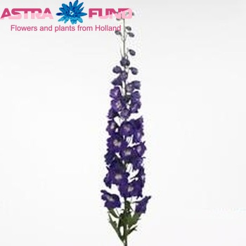 Delphinium Elatum Grp dubbelbloemig 'Centurion Royal Purple' fotografie