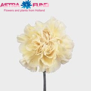 Dianthus standaard 'Ballad' Foto