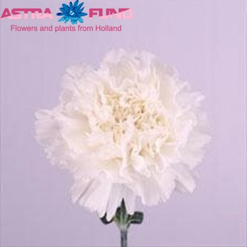 Dianthus standaard 'Baltico' Foto