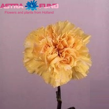 Dianthus standaard 'Basilio' Foto