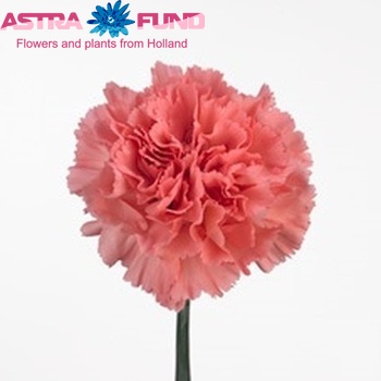 Dianthus standaard Benji Foto