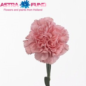 Dianthus standaard 'Betsy' Foto
