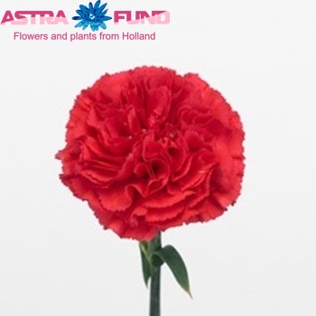 Dianthus standaard Bizet Foto