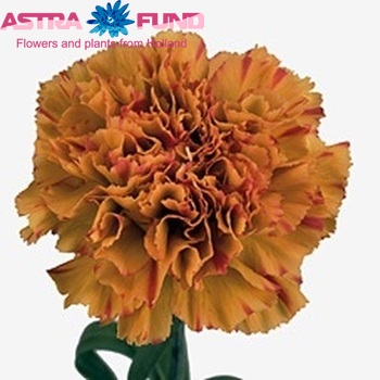 Dianthus standaard 'Bodega' Foto