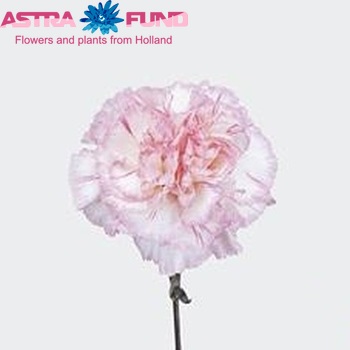 Dianthus standaard 'Bright Rendez-Vous' Foto