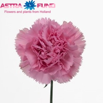 Dianthus standaard 'Canaletto' Foto