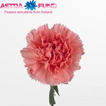 Dianthus standaard Cannes Foto