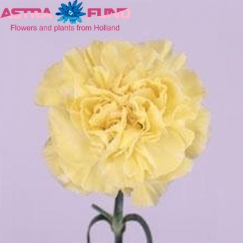 Dianthus standaard 'Cano' Foto