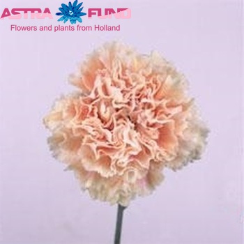 Dianthus standaard 'Cappuccino' Foto