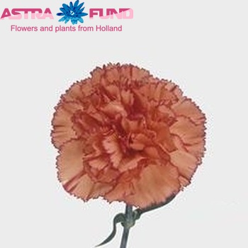 Dianthus standaard 'Caprice' fotografija