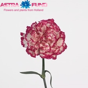 Dianthus standaard 'Carioca' fotografija