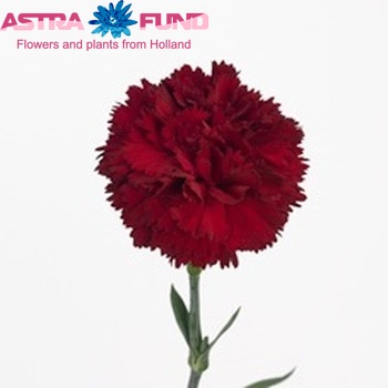 Dianthus standaard Caronte fotografija