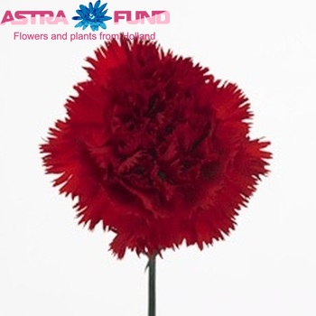 Dianthus standaard 'Casanova' fotografija