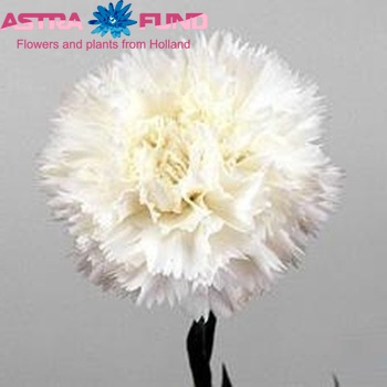 Dianthus standaard 'Casper' foto
