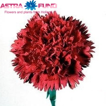 Dianthus standaard 'Castellaro' foto