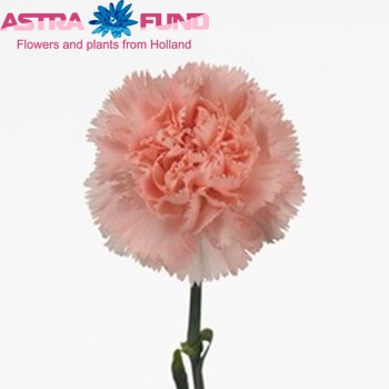 Dianthus standaard 'Cellini' foto